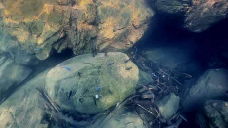 underwater world of lake malawi at nakatenga island. nankoma island, lake malawi, malawi.