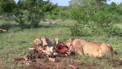 Vista-Cercana-De-Dos-Leonas-Alimentándose-De-La-Matanza-De-Jirafas-En-Matorrales-Verdes