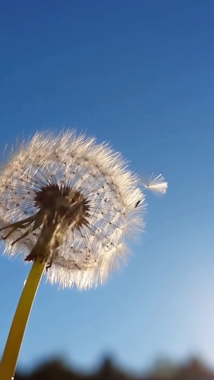 Video ravvicinato di un dente di leone con un cielo azzurro sullo sfondo, acquisito da una angolazione bassa, Live mobile