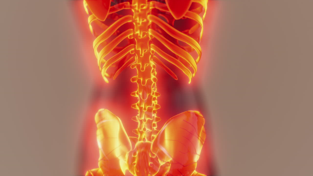 인간의 빛나는 골격  ⁇