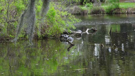 Tortugas-Relajándose-En-El-Parque-De-La-Ciudad-En-Nueva-Orleans,-Louisiana