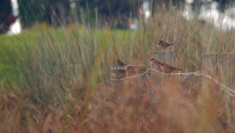 Flock-Of-Small-Red-Browed-Finch's-Perched-On-Wire-Fence-With-Long-Grass