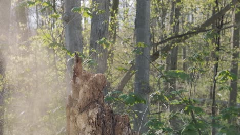 Atemberaubende-Zeitlupenaufnahme-Eines-Baumes,-Der-Unter-Der-Kraft-Einer-Axt-Explodiert