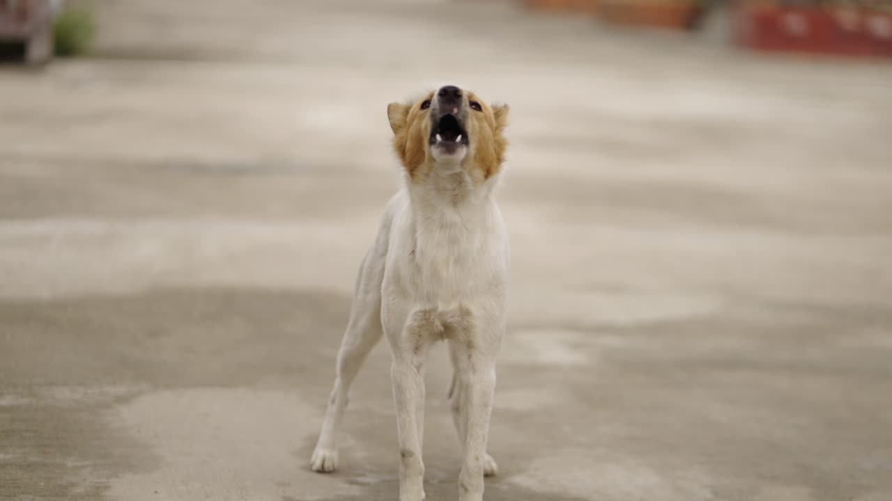 A dog standing on a paved surface, barking and looking around
