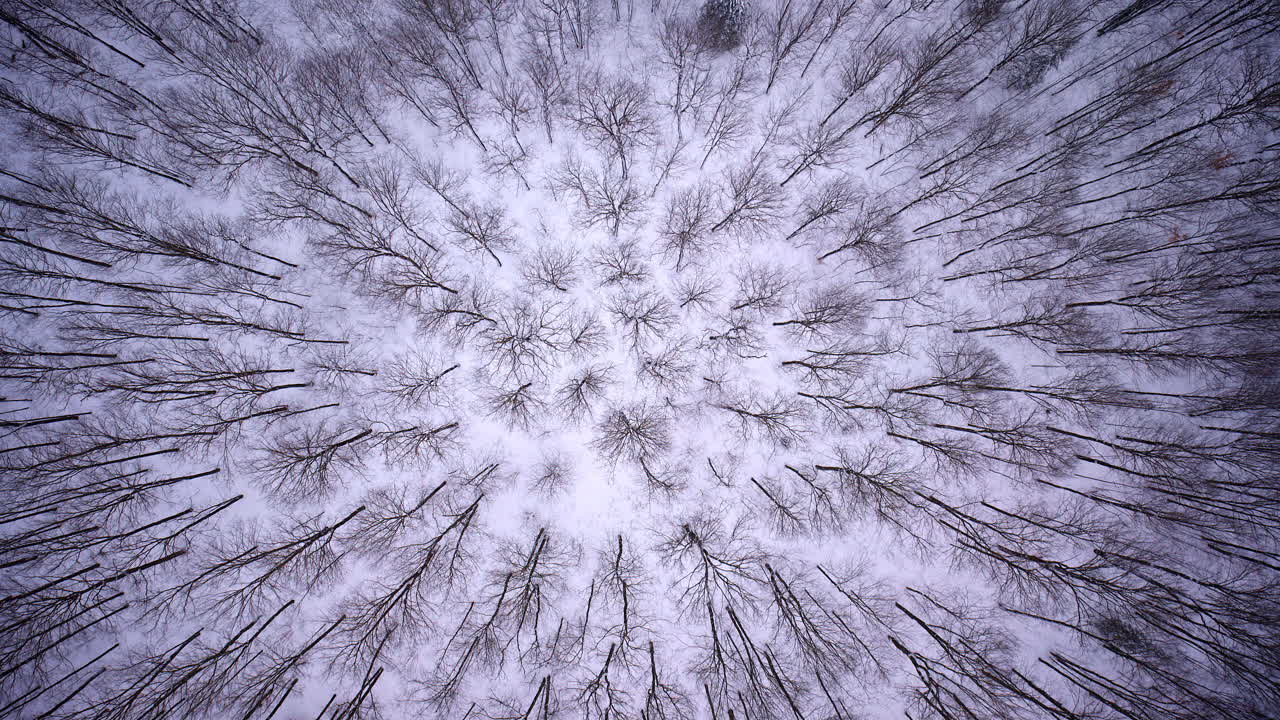 Scatto aereo dall'alto di una foresta invernale nel Michigan settentrionale