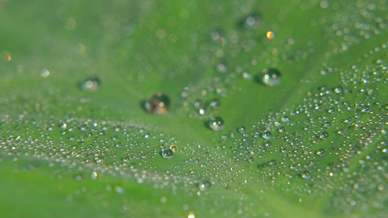 el rocío de la mañana cayó sobre la hoja