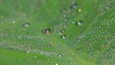 Morgentau-Fiel-Auf-Blatt