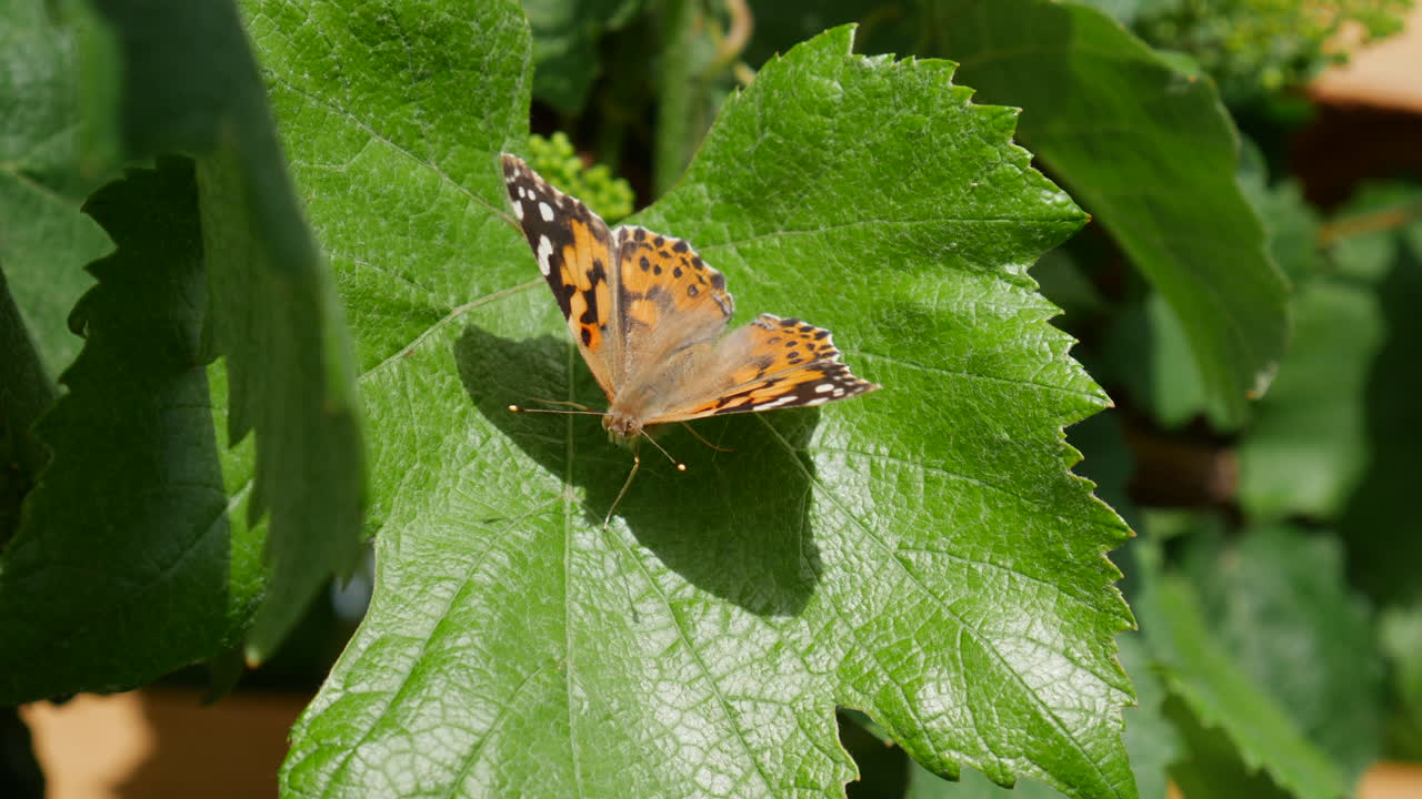 una mariposa pintada descansando sobre una hoja verde después de alimentarse de néctar