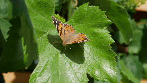 a painted lady butterfly resting on a green leaf after feeding on nectar