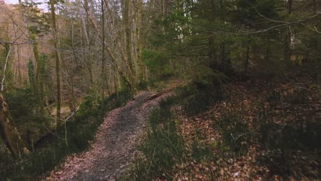 Vuelo-De-Drones-Aéreos-Bajos-De-4k-Uhd-Moviéndose-A-Lo-Largo-De-Un-Sendero-De-Bosque-Natural-Al-Atardecer-En-Baviera-Cerca-De-Los-Alpes-En-Primavera-En-Alemania-Cerca-De-Austria-Con-árboles-Verdes-Y-Hojas