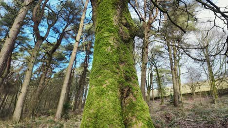 Woodland-views-of-a-tall-tree-covered-in-moss