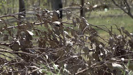 Outdoor-Natur-Australische-Fauna-Und-Vogel-Fliegen-Weg-Mittlerer-Schuss