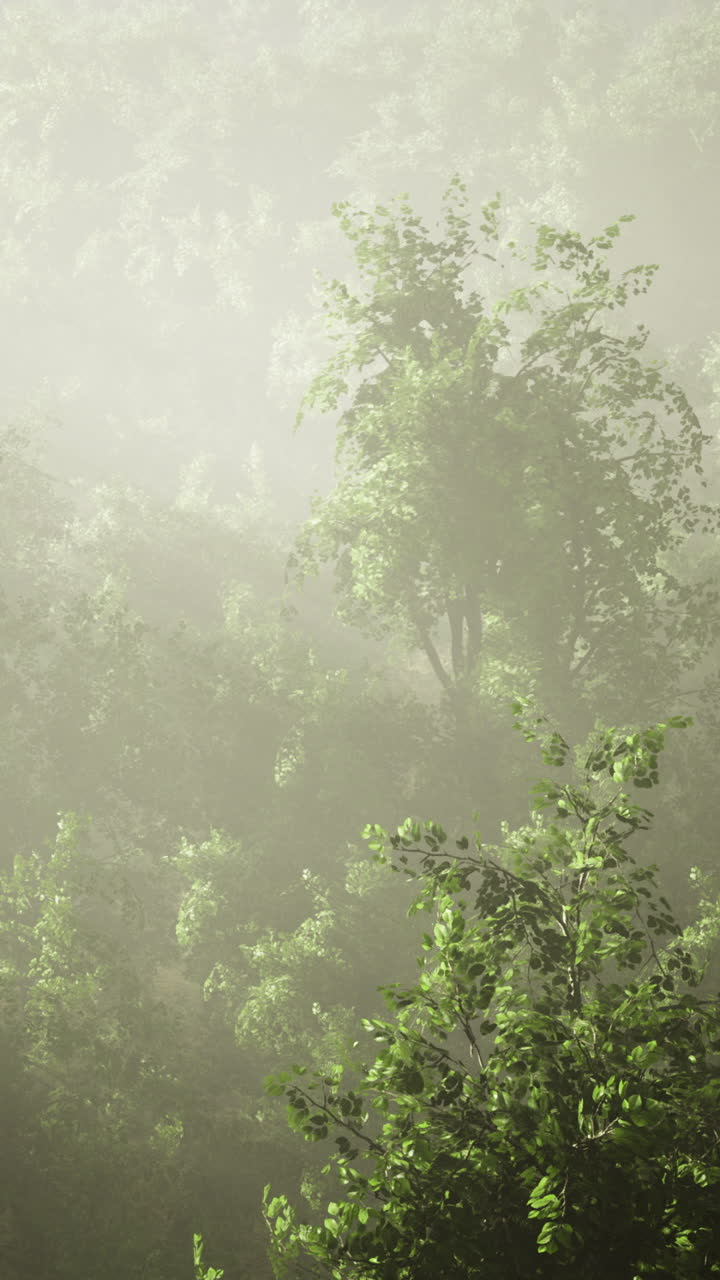 Misty morning embraces verdant hillside in tranquil forest setting