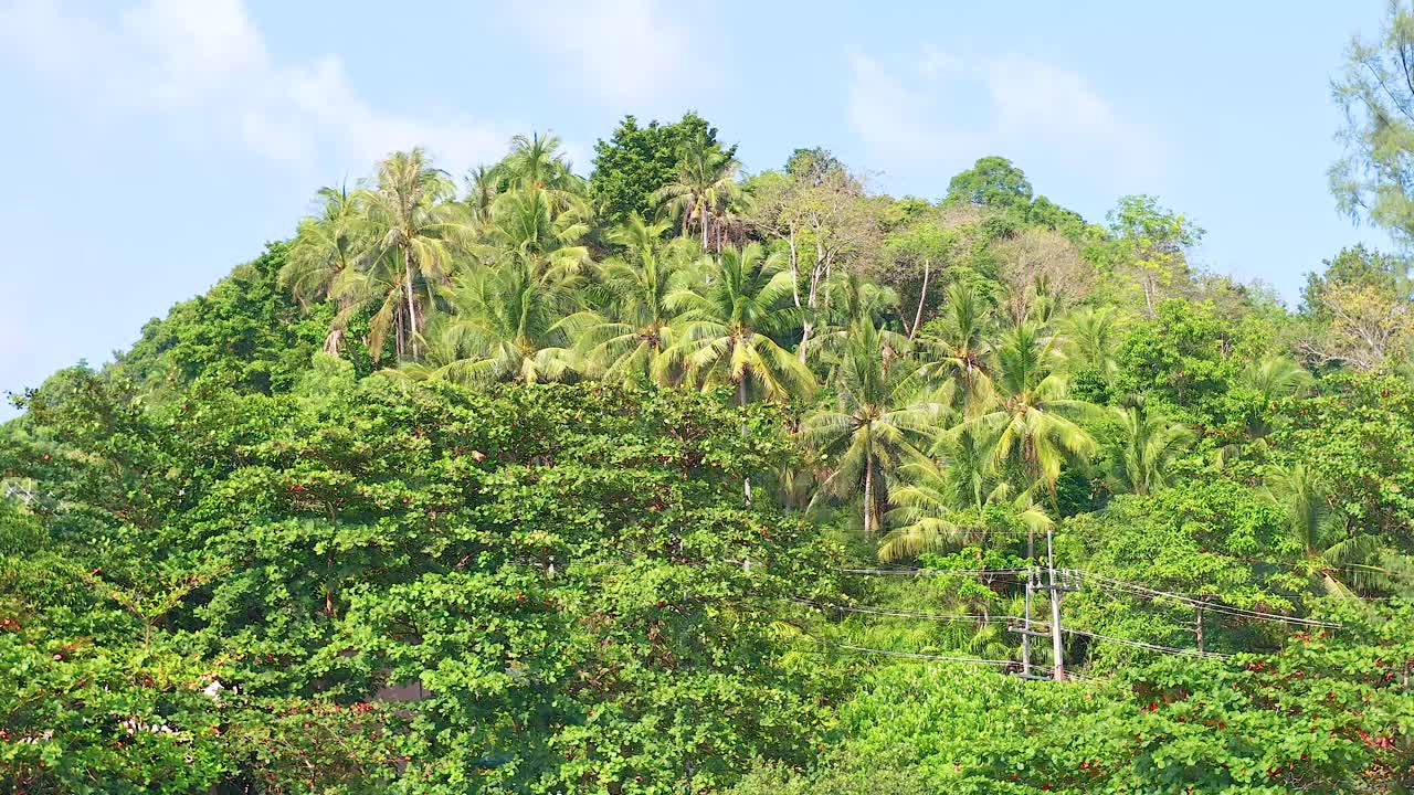 спокойный вид на пышный, зеленый склон холма с пальмами под чистым голубым небом в фукете, таиланд