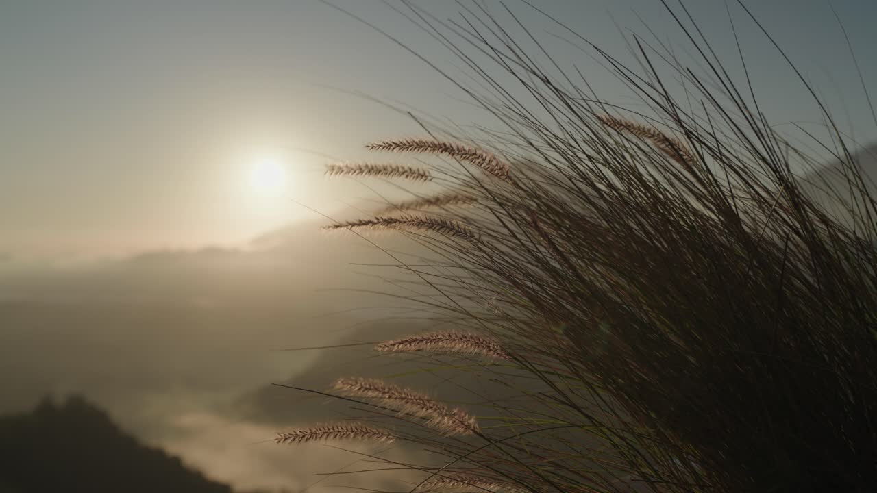 Golden Hour over Misty Mountains with Tall Grass