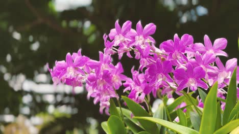 beautiful purple orchid cattleya in a garden