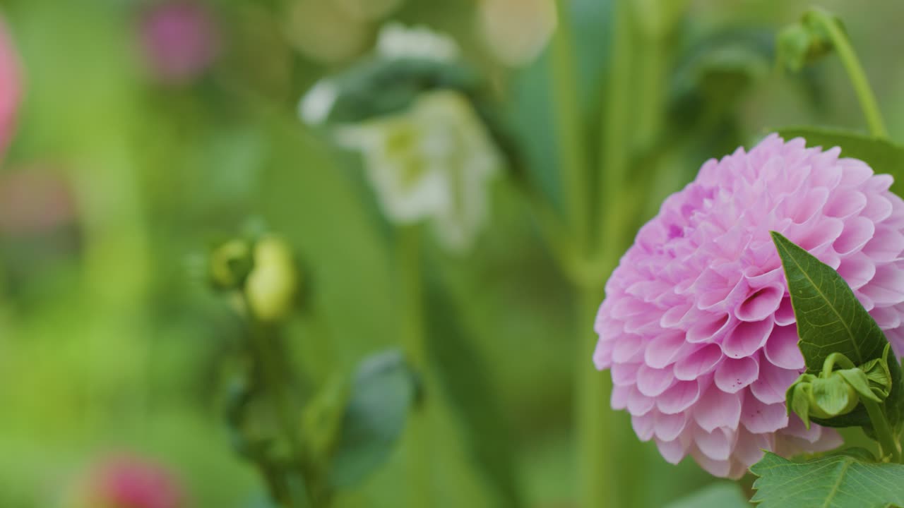Kamera perlahan merekam bunga dahlia merah muda yang bermekaran, cahaya siang yang lembut, kedalaman bidang yang dangkal