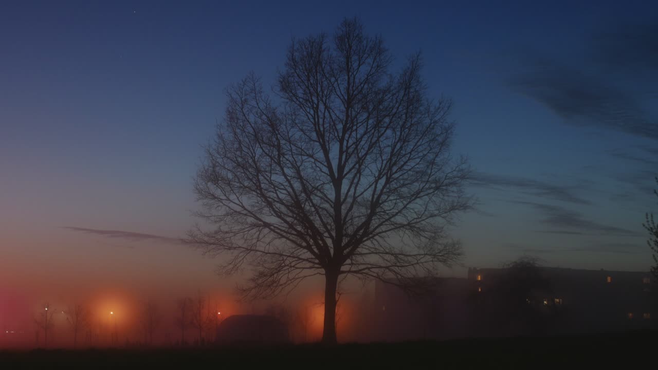 Tree Without Leaves Silhouette In The Evening At Sunset. 4K Timelapse