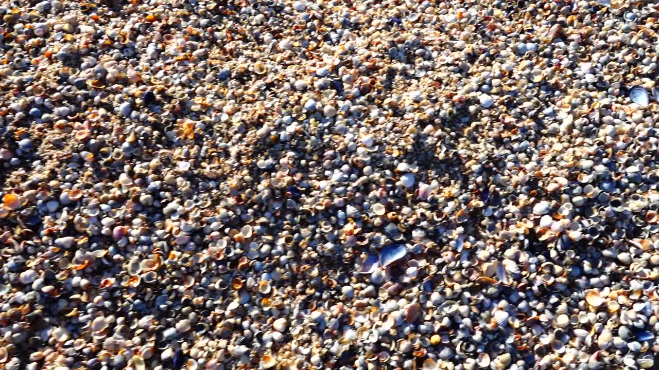 Conchas na praia