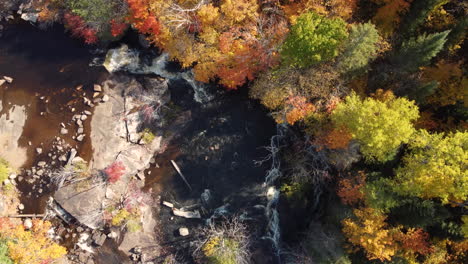 Top-down-birds-eye-view-aerial-shot-autumnal-trees-and-nature,-Canada