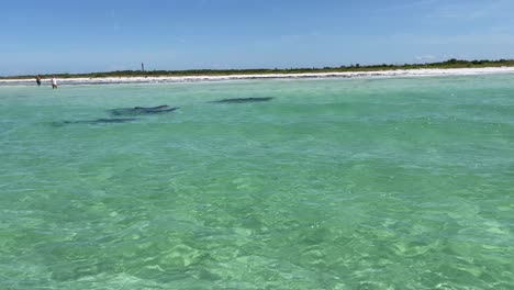 a dolphin pod lazily swimming the crystal clear beach waters in florida