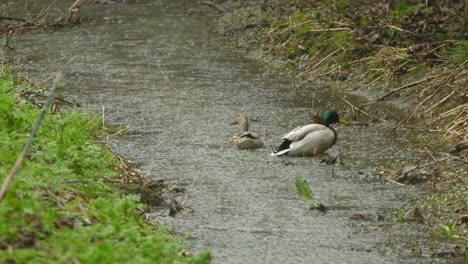 Mallard-duck-hen-and-drake-in-a-small-creek,-Toronto,-Canada,-medium-shot