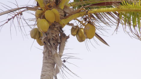 fresh coconuts hanging from tropical tree in san juan, puerto rico - low angle static shot