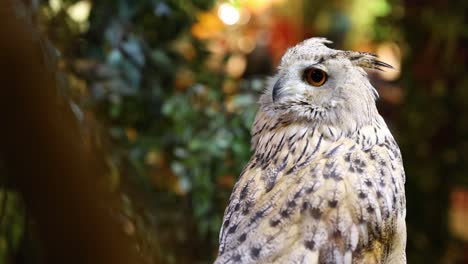 el búho se alza, gira la cabeza, observa el entorno