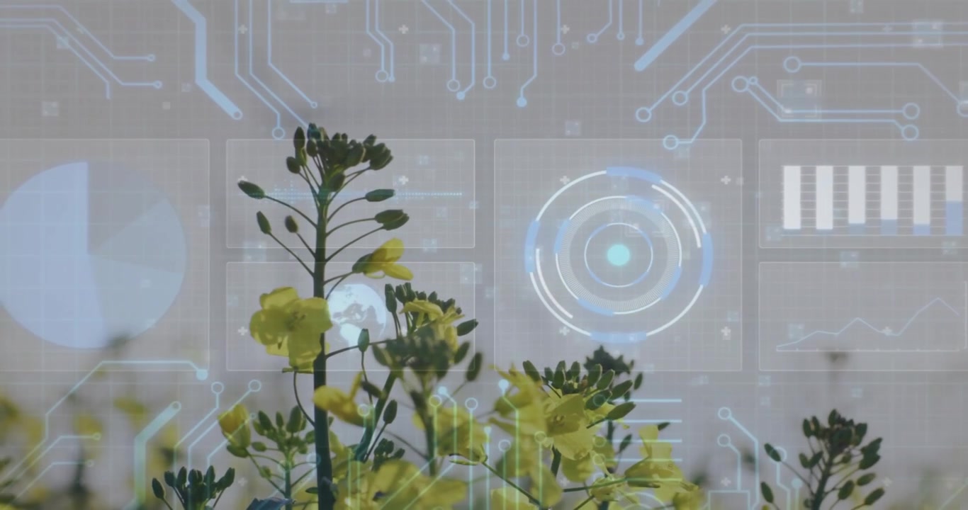 Yellow stalks swaying under sliding grid while circuit lines animating and visualizing crop data
