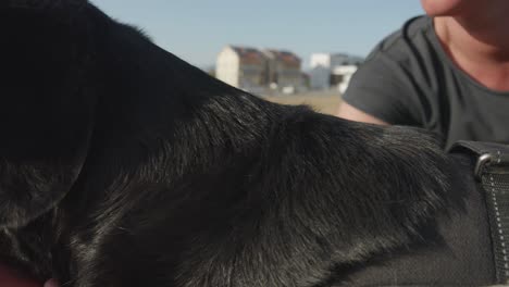 woman petting her black labrador in residential area park