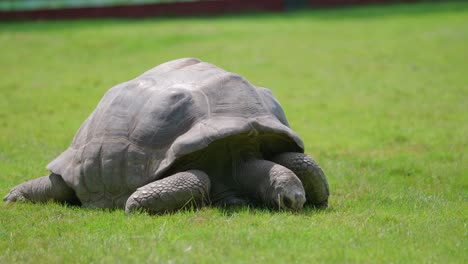 Große-Alte-Teleschildkröte,-Die-Grünes-Gras-Weidet,-Statischer-Copyspace-Schuss