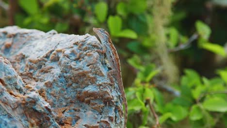 Striped-Anole-Lizard-perched-on-rock-with-green-plant-background