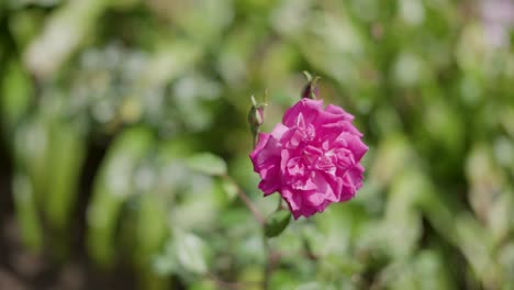 Rosa-Damastrose-Im-Garten