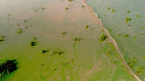 fish trap in muddy waters swamped with vivid green surface algae swirling in the surface current