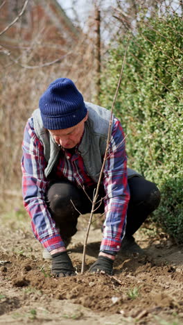 Mature farmer thumbs and rams down the ground near the young tree. Planting new tree in the garden in spring. Vertical video.