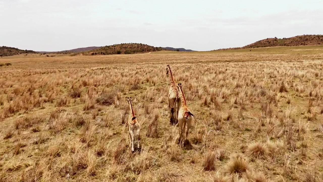 Tres jirafas africanas corriendo sobre un paisaje de hierba seca. Seguimiento aéreo trasero