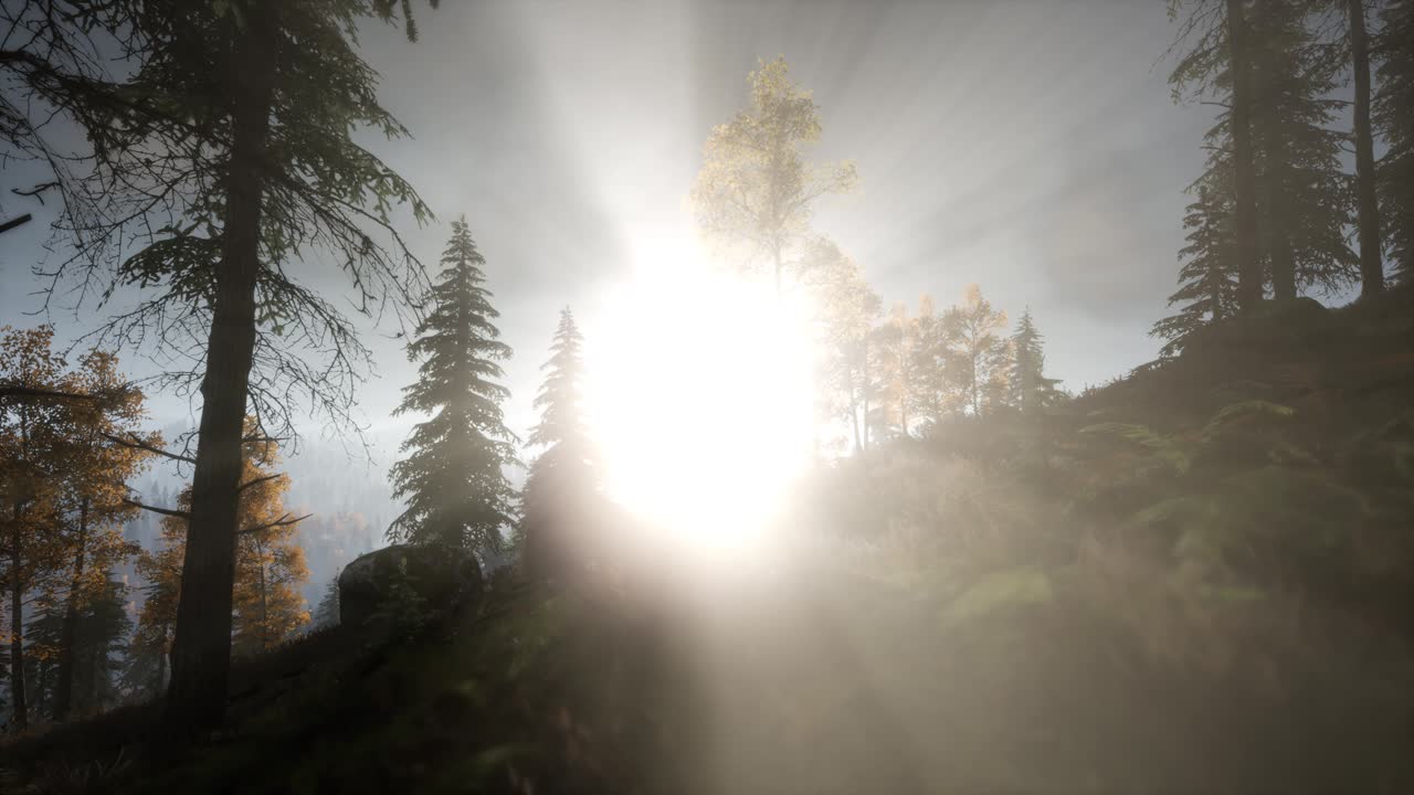 나무들을 가로지르는  ⁇ 빛