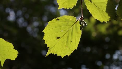 Hintergrundbeleuchtete-Haselnussblätter-Im-Spätsommer.-Britische-Inseln