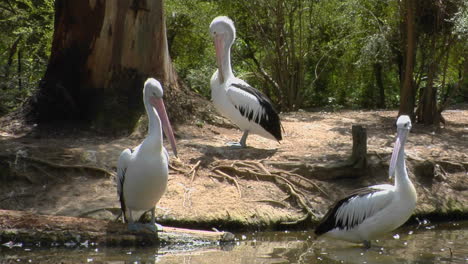 australian pelicans meet at a watering hole