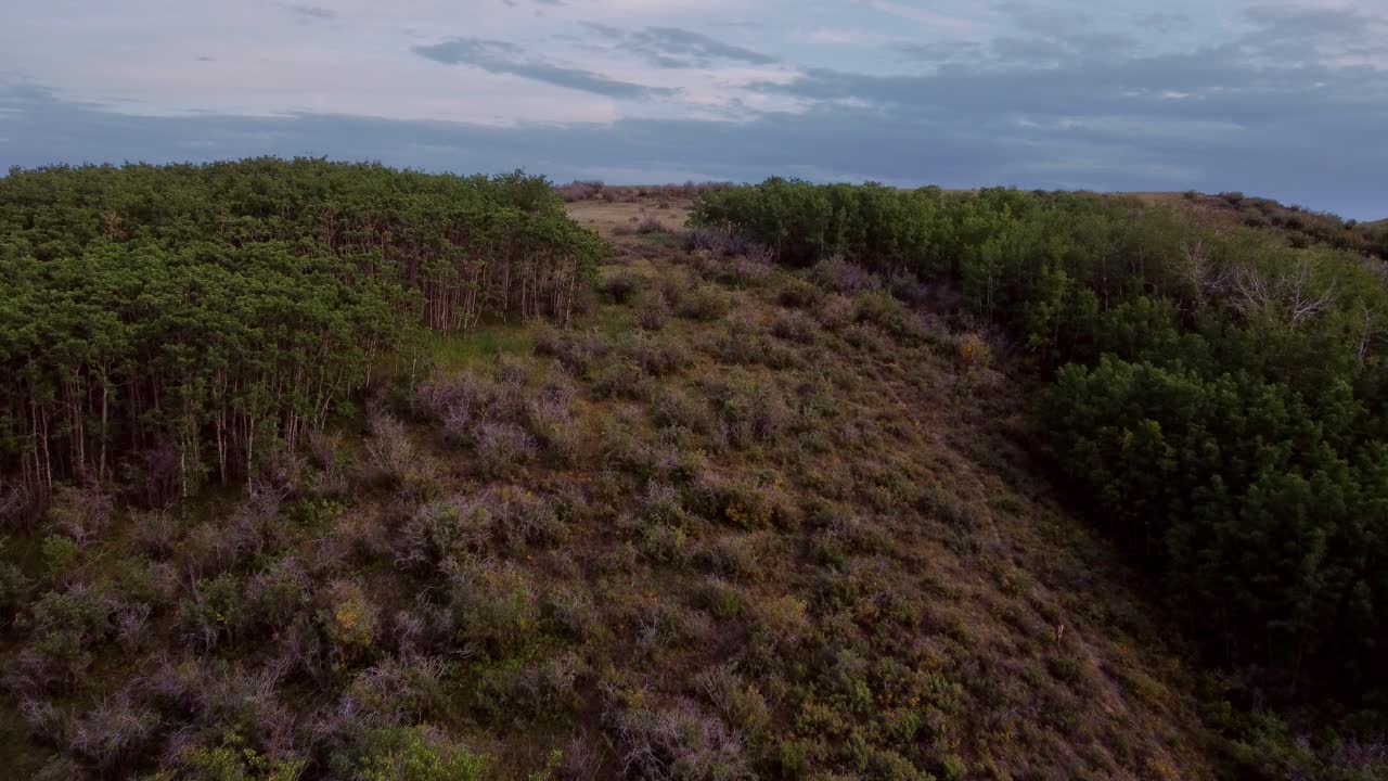 centro de la ciudad, revelar, emergente, sendero, se acercó, desde el parque, en el parque de nose hill, calgary, alberta, canadá