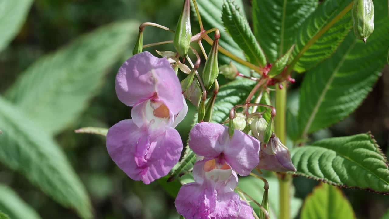 Closeup of Himalayan Balsam flowers, Impatiens glandulifera. Summer. UK