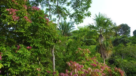 flying through colorful vegetation in middle of jungle in minca, colombia