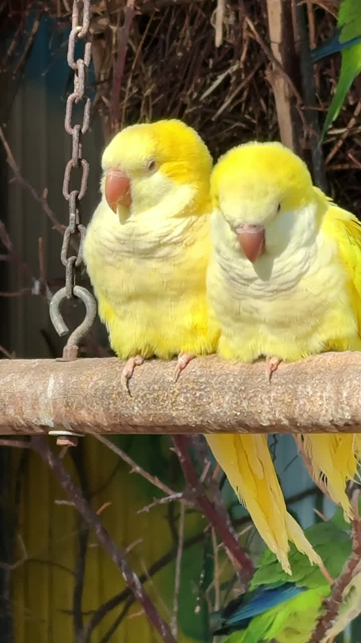 Bright yellow birds perched on a branch. Two vibrant yellow birds sit closely together on a wooden branch, enjoying the warm sunlight of a sunny day