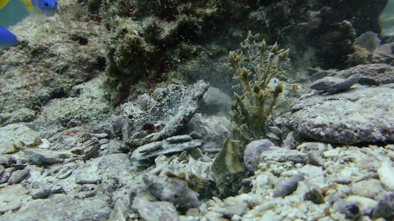 성인 인디언 워커 씨 고블린이 꿈틀거리며 모래 바닥에 몸을 묻습니다.