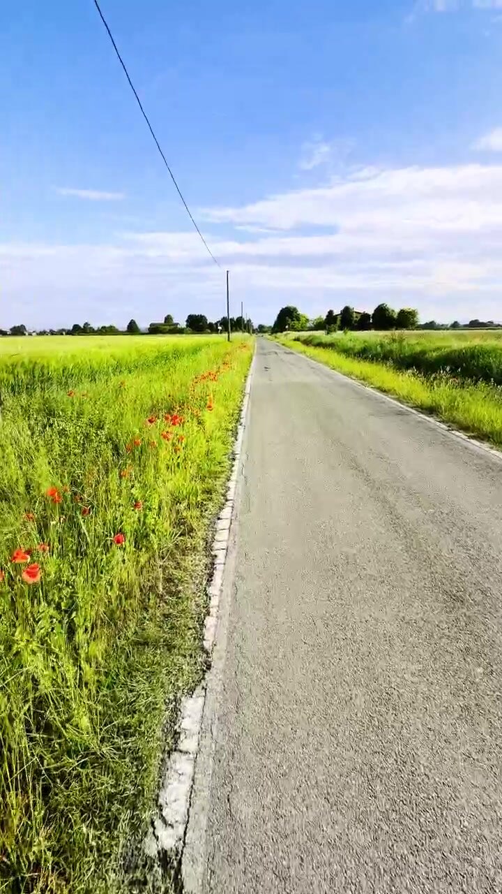 POV di una corsa lungo una tranquilla strada di campagna con vivaci fiori di papavero rosso e un paesaggio agricolo illuminato dal sole, Emilia-Romagna, Italia