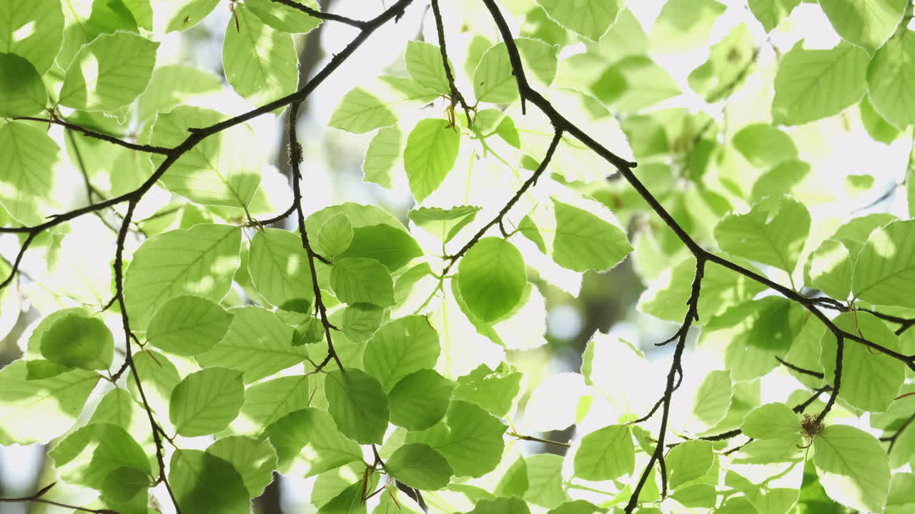 New Beech tree leaves flourishing in the Spring sunlight in a woodland, Worcestershire, England.