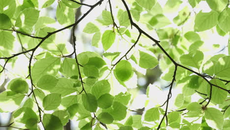 new beech tree leaves flourishing in the spring sunlight in a woodland, worcestershire, england.