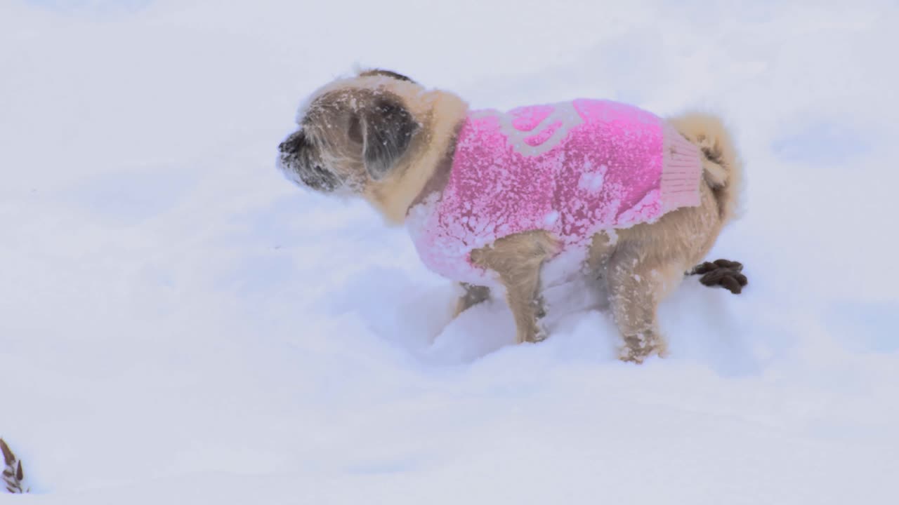 눈 속에서 똥을 싸는 긴 머리 퍼그