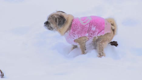 long hair pug pooping in the snow