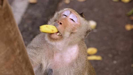 macaque interacts with person, holding banana